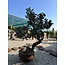 Pinus sylvestris, 160 cm, ± 100 years old, personally grown and shaped by Mario Komsta