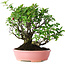 Pyracantha, 19,5 cm, ± 25 ans, dans un pot japonais fait main par Shibakatsu