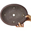 Pot à bonsaï ovale non émaillé - 340 x 270 x 90 mm