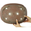 Pot à bonsaï non émaillé Mokko par Kizan - 395 x 305 x 105 mm