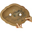 Pot à bonsaï non émaillé Mokko par Izumiya (Zenigo) - 390 x 298 x 88 mm