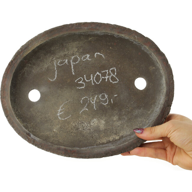 Vaso bonsai ovale non smaltato - 260 x 205 x 45 mm