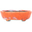 Maceta para bonsái ovalada craquelada en color naranja y blanco de Bunzan - 110 x 92 x 34 mm