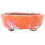 Maceta para bonsái ovalada craquelada en color naranja y blanco de Bunzan - 110 x 92 x 34 mm