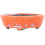 Ovaler orange-weißer Craquelé-Bonsai-Topf von Bunzan - 110 x 92 x 34 mm