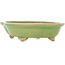 Mokko green craquelé bonsai pot by Hattori - 262 x 190 x 70 mm