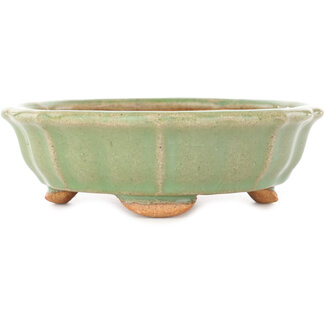  Hattori Tomoyuki Pot à bonsaï craquelé vert lotus 160 mm par Hattori, Tokoname, Japon