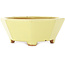 Maceta octogonal amarilla para bonsái de Hattori - 150 x 150 x 60 mm
