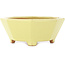 Pot à bonsaï octogonal jaune de Hattori - 150 x 150 x 60 mm