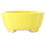 Pot à bonsaï Mokko jaune de Shibakatsu - 160 x 135 x 56 mm