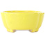 Pot à bonsaï Mokko jaune de Shibakatsu - 160 x 135 x 56 mm