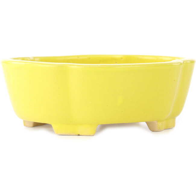 Vaso bonsai giallo Mokko di Shibakatsu - 160 x 135 x 56 mm
