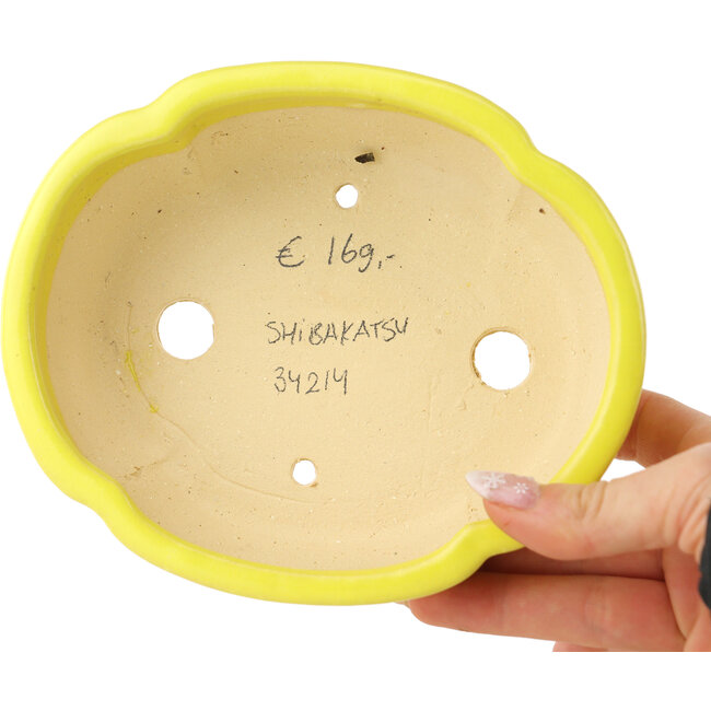 Maceta para bonsái amarilla Mokko de Shibakatsu - 160 x 135 x 56 mm