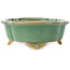 Maceta para bonsái craquelé verde Mokko de Shibakatsu - 183 x 150 x 55 mm