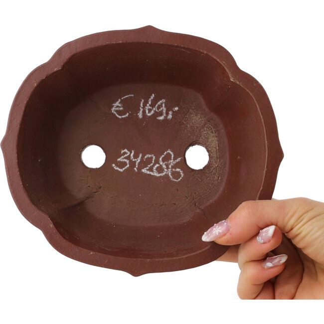 Vaso bonsai Lotus non smaltato di Shibakatsu - 170 x 150 x 55 mm