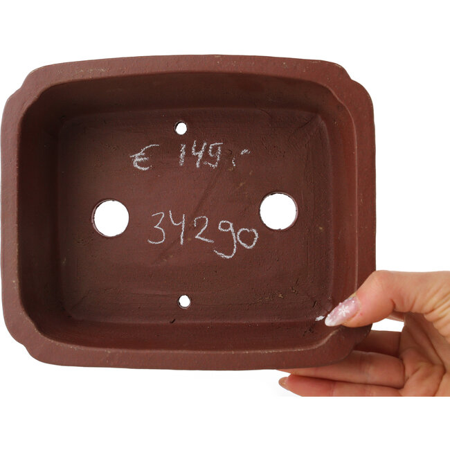 Vaso bonsai rettangolare non smaltato di Shibakatsu - 182 x 152 x 64 mm