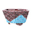 Maceta hexagonal para bonsái de color rojo y azul de Tou Ai - 75 x 75 x 35 mm