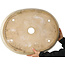 Ovale witte craquelé bonsaipot - 612 x 490 x 105 mm