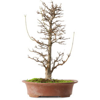 Acer buergerianum, 40,5 cm, ± 15 años