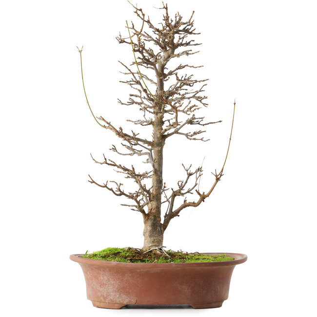 Acer buergerianum, 40,5 cm, ± 15 años