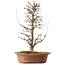 Acer buergerianum, 40,5 cm, ± 15 años