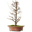 Acer buergerianum, 40,5 cm, ± 15 años
