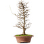Acer buergerianum, 40,5 cm, ± 15 años