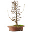Acer buergerianum, 40,5 cm, ± 15 jaar oud