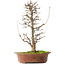 Acer buergerianum, 40,5 cm, ± 15 años