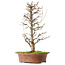 Acer buergerianum, 40,5 cm, ± 15 años
