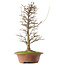 Acer buergerianum, 40,5 cm, ± 15 años