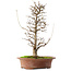 Acer buergerianum, 40,5 cm, ± 15 años