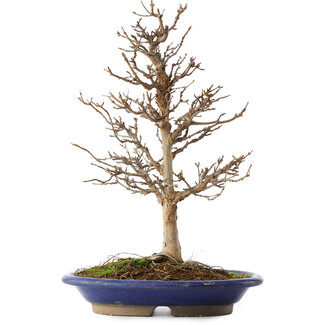 Acer buergerianum, 36,5 cm, ± 15 jaar oud