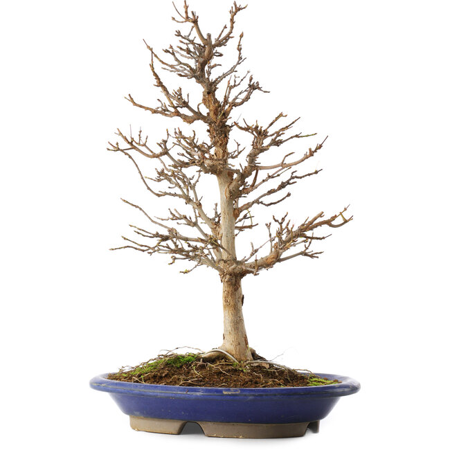 Acer buergerianum, 36,5 cm, ± 15 years old