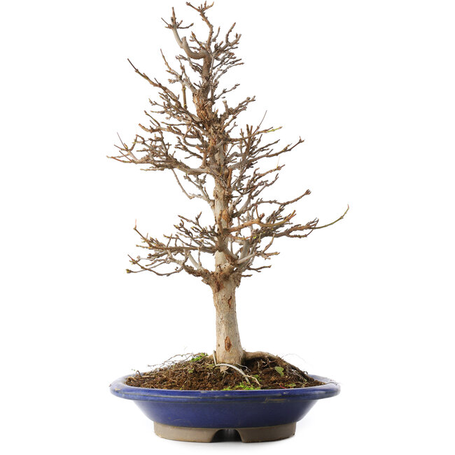 Acer buergerianum, 36,5 cm, ± 15 años