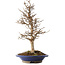 Acer buergerianum, 36,5 cm, ± 15 años