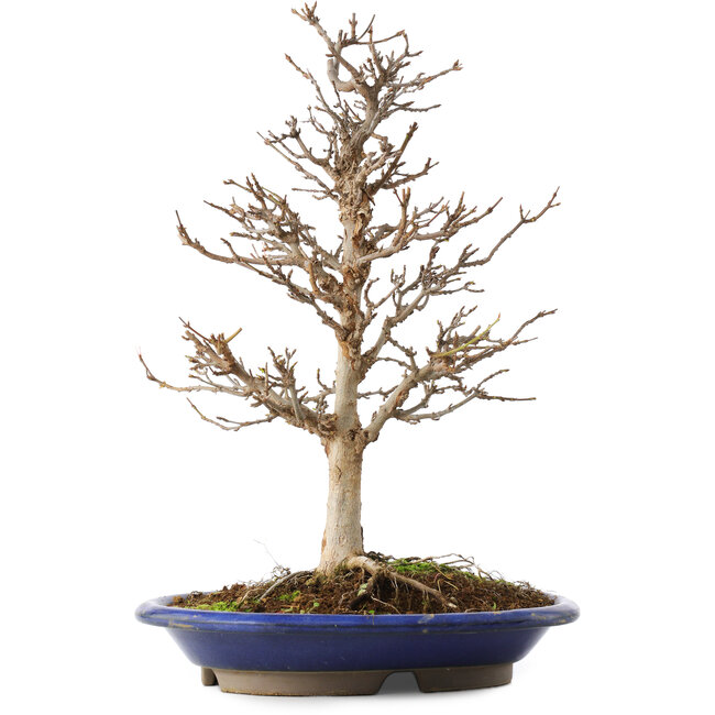 Acer buergerianum, 36,5 cm, ± 15 jaar oud