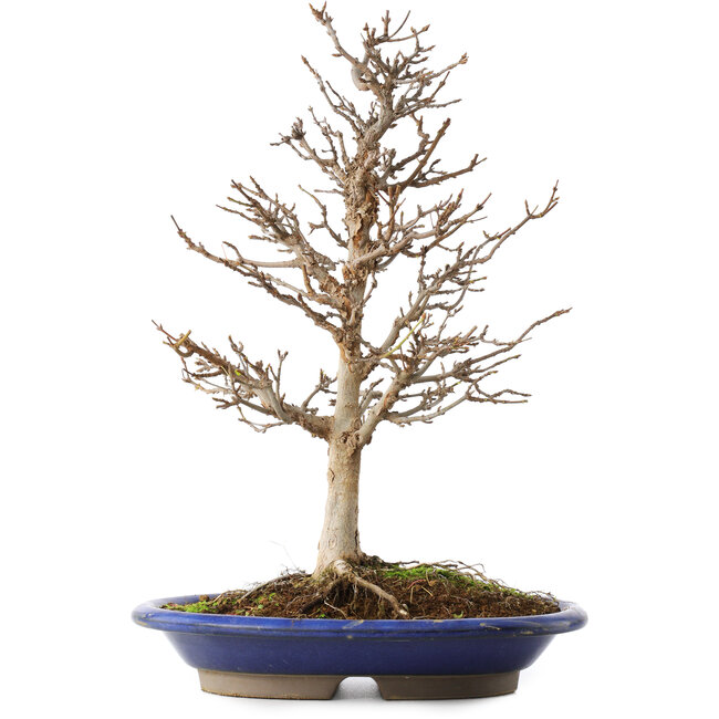 Acer buergerianum, 36,5 cm, ± 15 Jahre alt