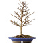 Acer buergerianum, 36,5 cm, ± 15 años