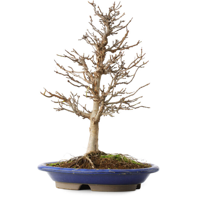 Acer buergerianum, 36,5 cm, ± 15 años