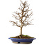 Acer buergerianum, 36,5 cm, ± 15 años