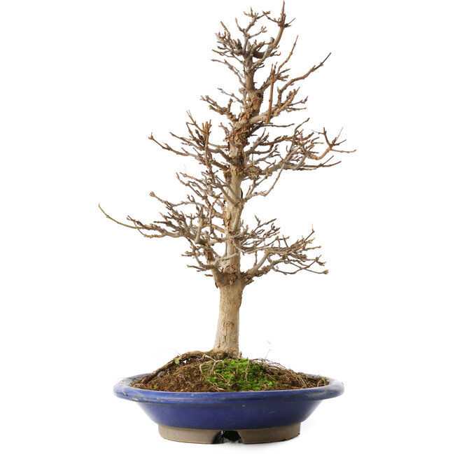 Acer buergerianum, 36,5 cm, ± 15 jaar oud