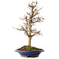 Acer buergerianum, 36,5 cm, ± 15 años