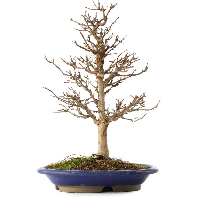 Acer buergerianum, 36,5 cm, ± 15 Jahre alt