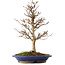 Acer buergerianum, 36,5 cm, ± 15 jaar oud