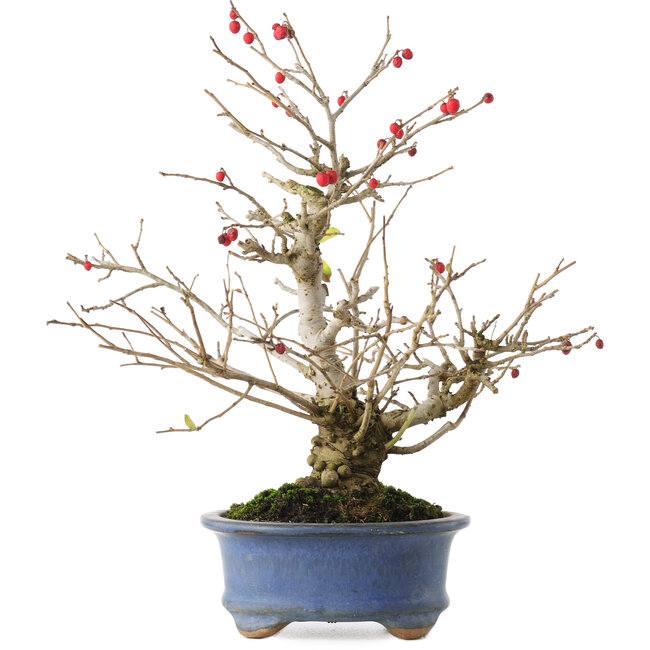 Ilex serrata, 21,5 cm, ± 20 jaar oud, in een pot met meerdere chips