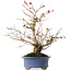 Ilex serrata, 21,5 cm, ± 20 jaar oud, in een pot met meerdere chips
