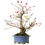 Ilex serrata, 21,5 cm, ± 20 jaar oud, in een pot met meerdere chips
