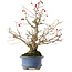 Ilex serrata, 21,5 cm, ± 20 jaar oud, in een pot met meerdere chips