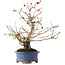 Ilex serrata, 21,5 cm, ± 20 jaar oud, in een pot met meerdere chips
